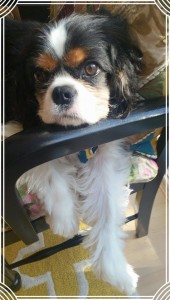 11160358_10153271255192162_194772170_n